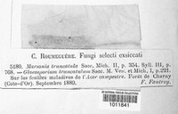 Marssonina truncatula image
